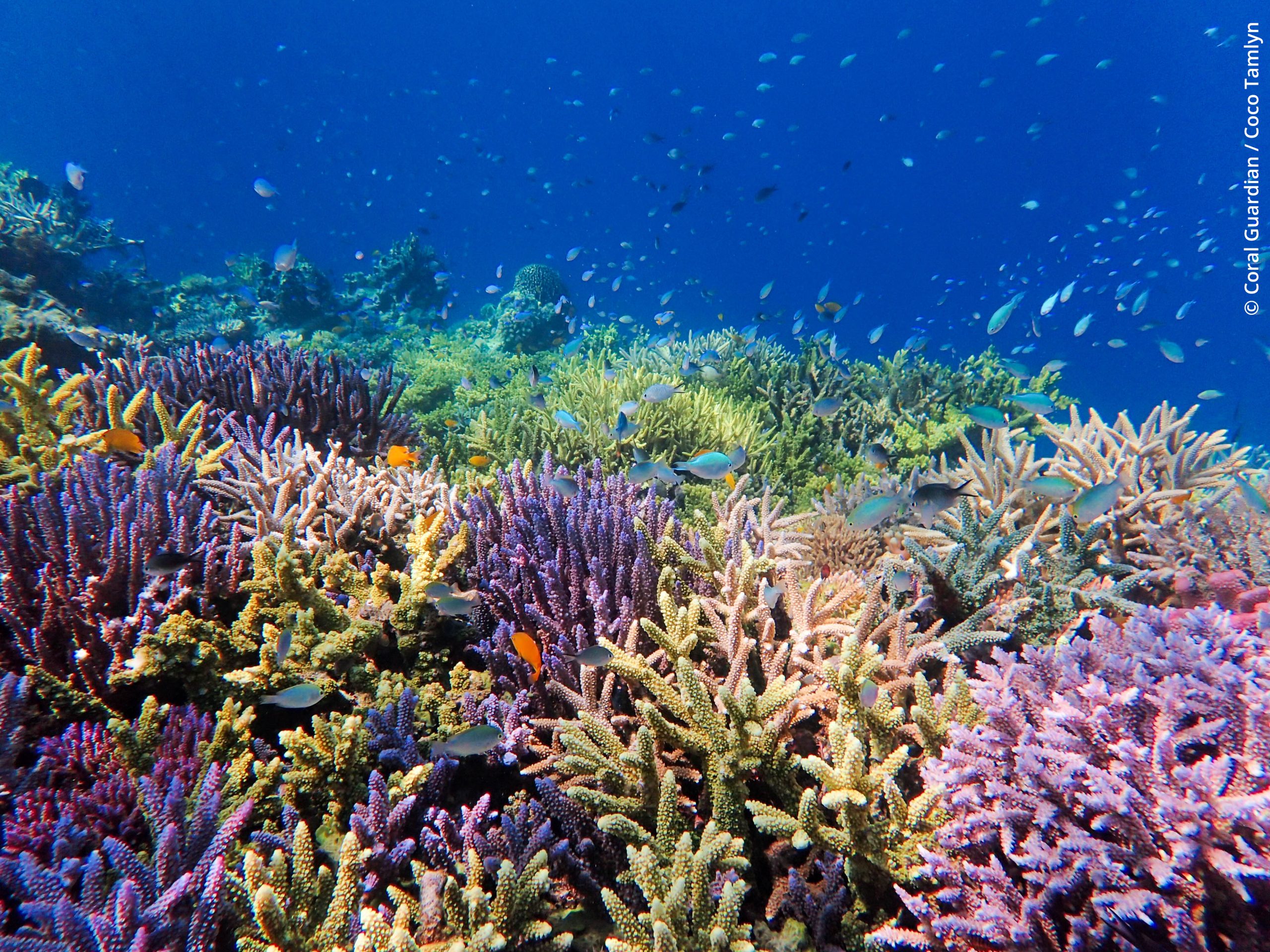 Corals