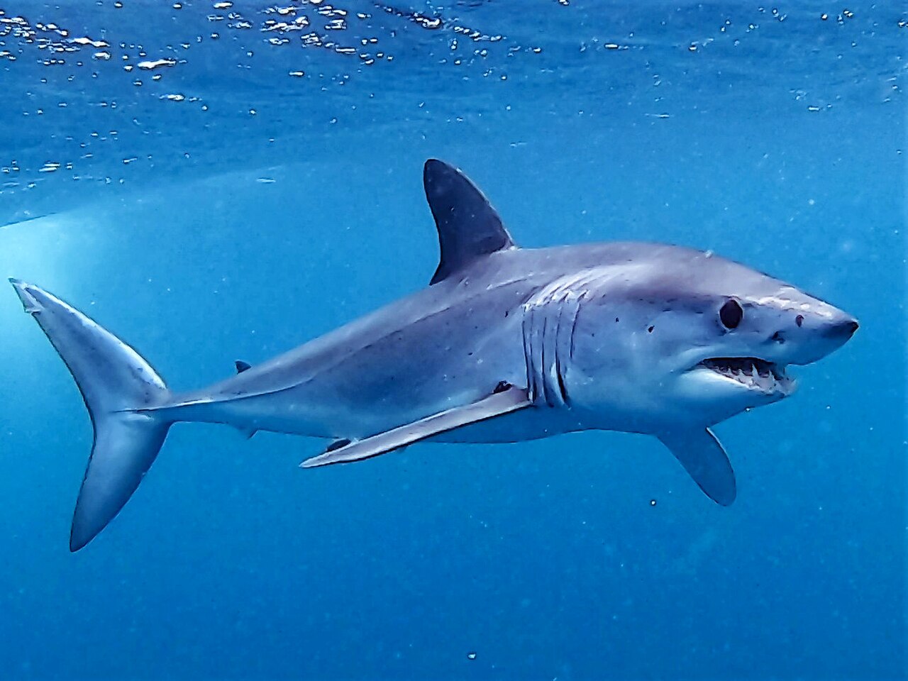 Sharks