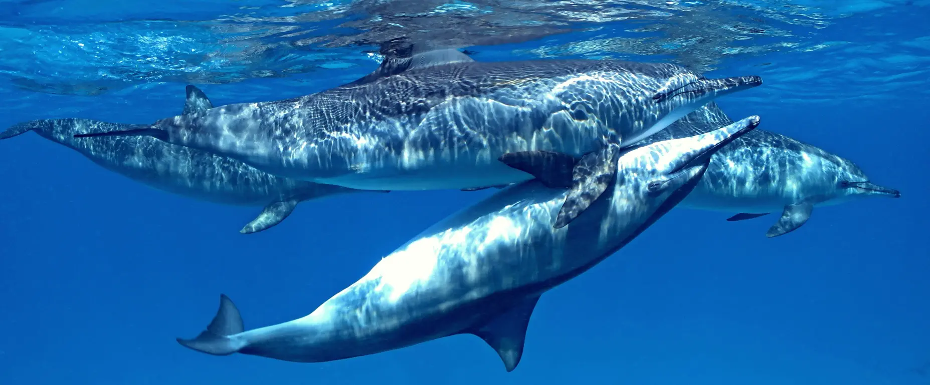 Dolphins
