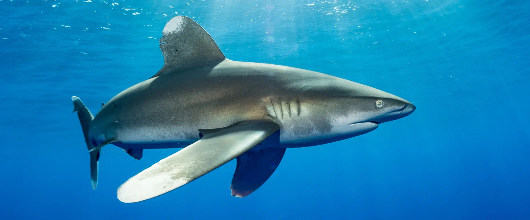 Sharks