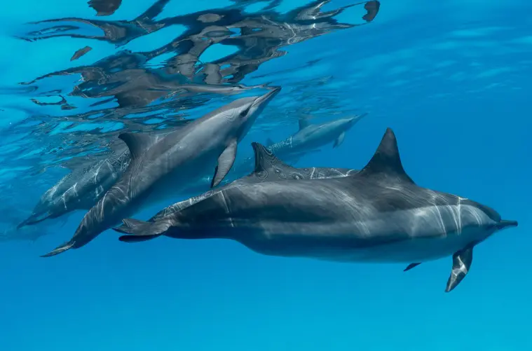 Dolphins